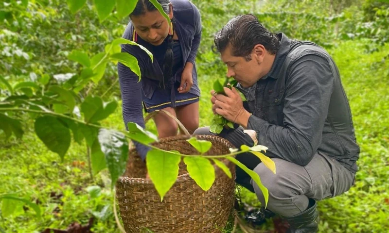 El MAG impulsa la Ruta Agroproductiva de la Guayusa en Napo / Foto: cortesía MAG