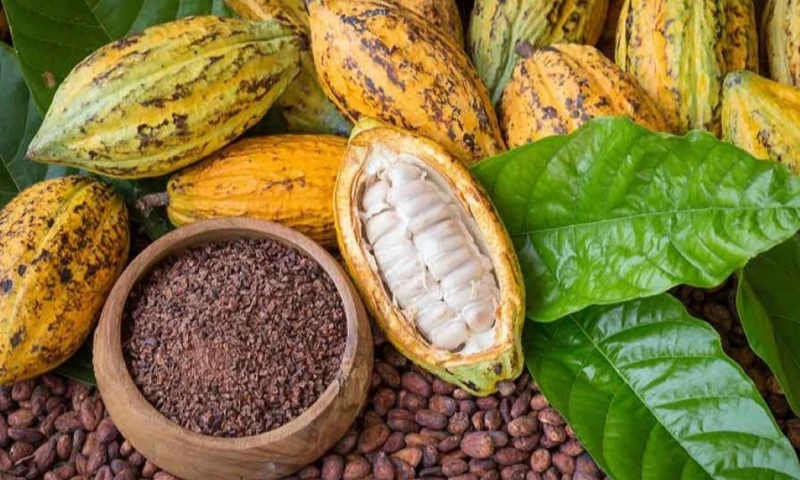 Ecuador destaca por su cacao fino de aroma que goza de alta demanda en mercados gourmet / Foto: cortesía