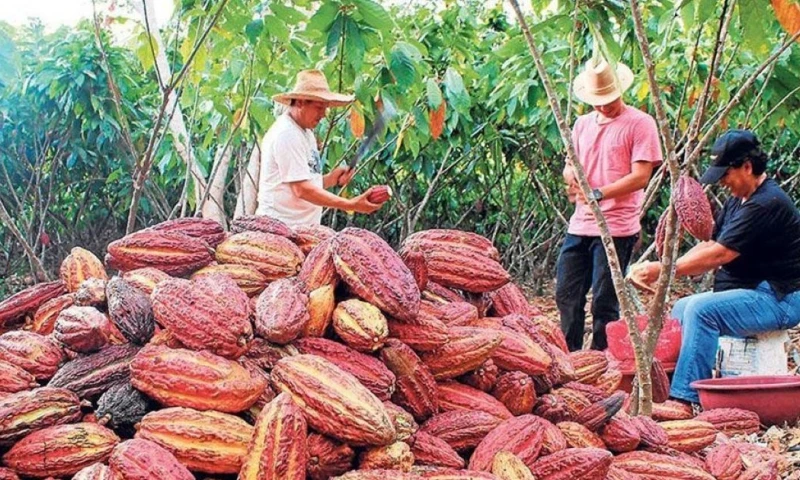 Entre los municipios más activos se encuentran Rivera, Campoalegre, Algeciras, Gigante, Yaguará y Palermo / Foto: cortesía 