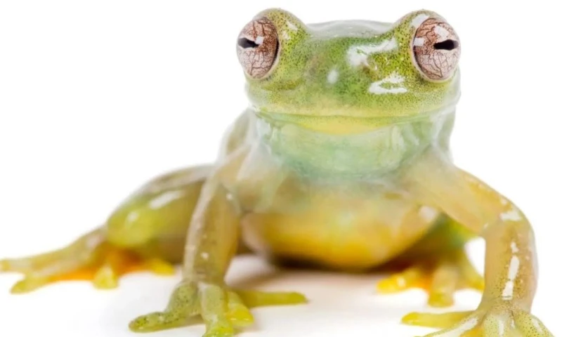 Hyloscirtus maycu bautizada en honor a la Reserva Natural Maycú / Foto: cortesía Naturaleza y Cultura Internacional