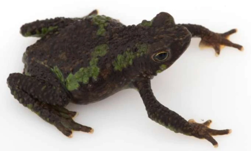 ESPECIE. El único individuo de rana verrugosa mide actualmente 32 mm. Foto: La Hora