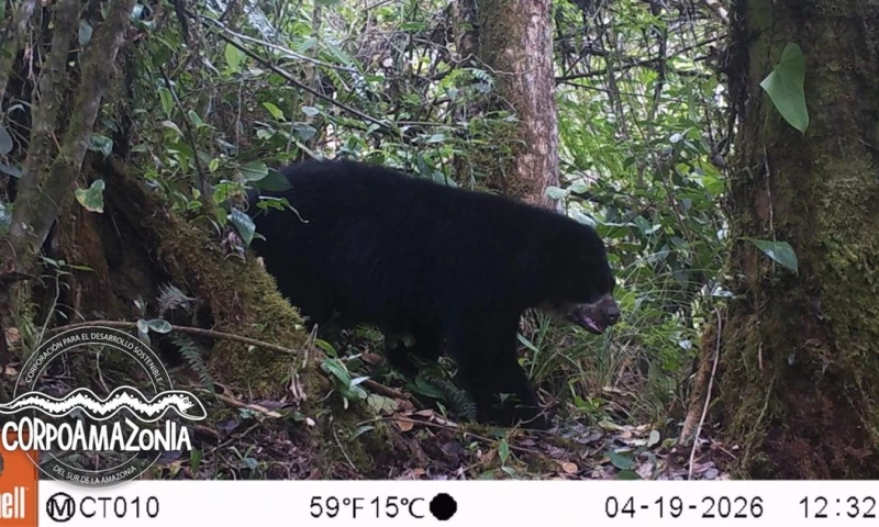 La confirmación se da gracias a un sistema de monitoreo con cámaras trampa. / Foto: Corpoamazonía