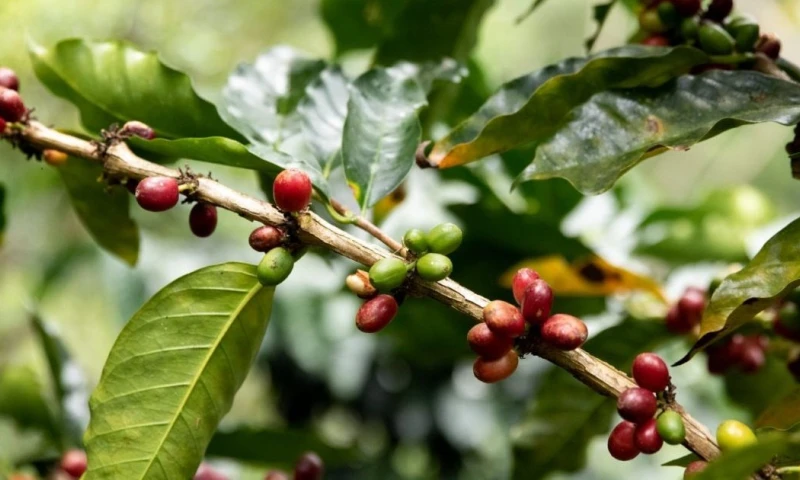 El café arábigo duplicó su valor en los últimos años, pasando de 4,54 dólares por kilogramo en 2023 a más de 8 dólares en 2025 / Foto: cortesía MAGP