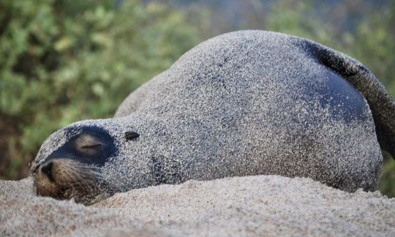 San Cristóbal alberga una de las mayores colonias de esta especie endémica / Foto: EFE 