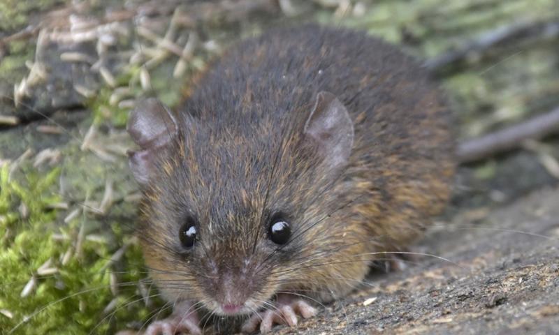 Los investigadores pertenecen a la Universidad Yachay, INABIO, PUCE … / Foto: cortesía MAATE