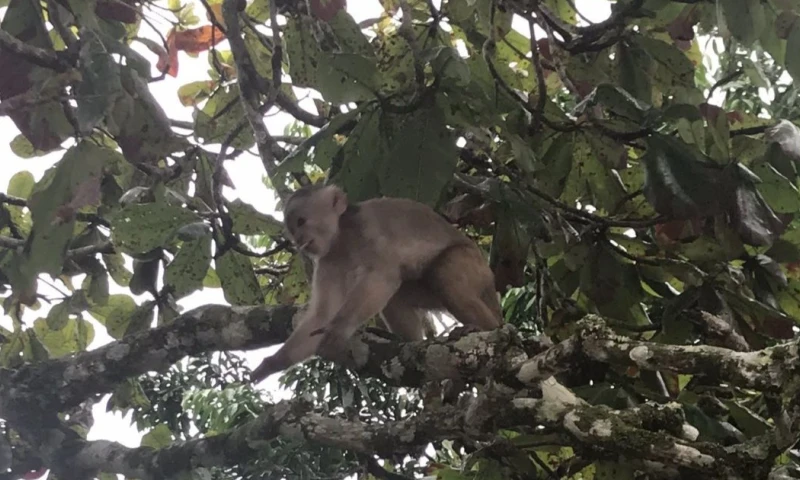 Hoy, 12 de febrero se celebra el Día de la Amazonía ecuatoriana / Foto: El Oriente