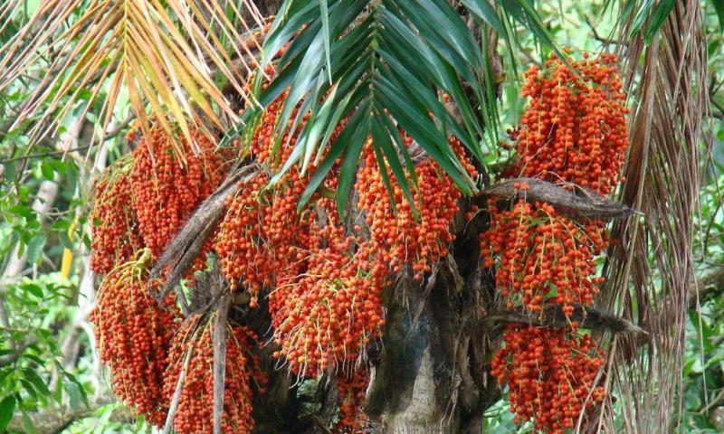 La palma de la chonta es un referente cultural de la Amazonía / Foto: Shutterstock