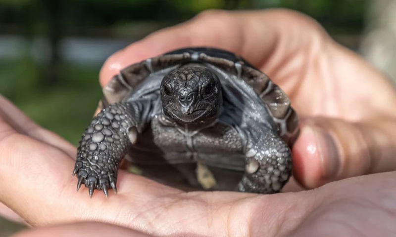Este éxito reproductivo es especialmente significativo para la conservación de las tortugas de Galápagos / Foto: cortesía Zoo Miami