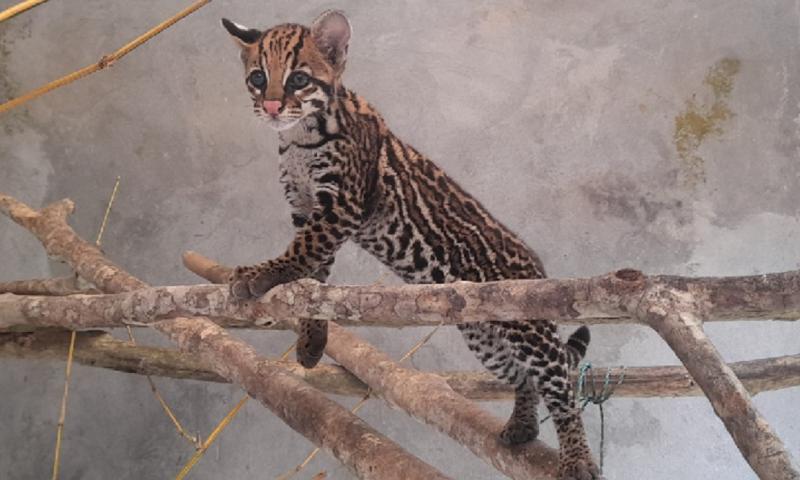 Un tigrillo fue rescatado en Orellana Foto: cortesía Ministerio de Ambiente
