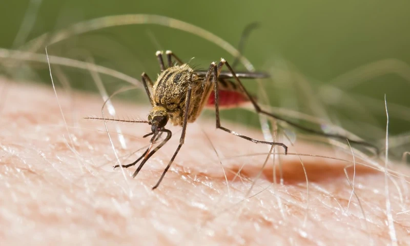 Orellana y Pastaza han sido las provincias más afectadas / Foto: cortesía 