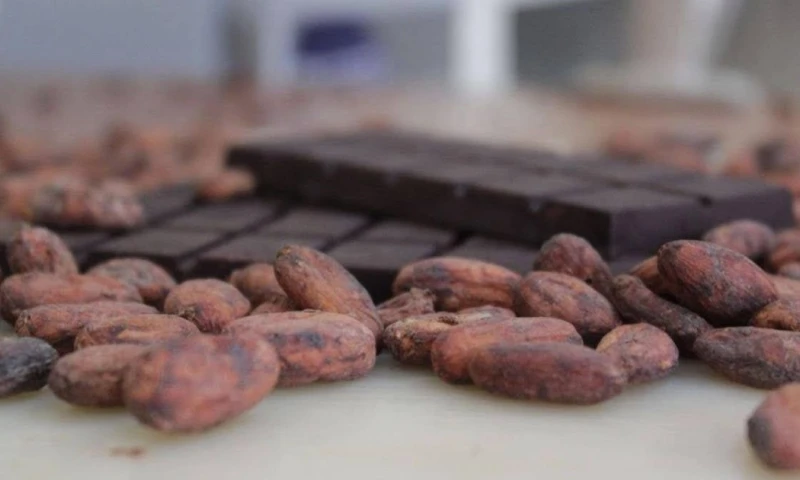 El mercado del cacao atravesó un periodo de incrementos sostenidos en 2024 y parte de 2025, cuando la tonelada llegó a cotizar hasta USD 12.000 / Foto: cortesía MAGP