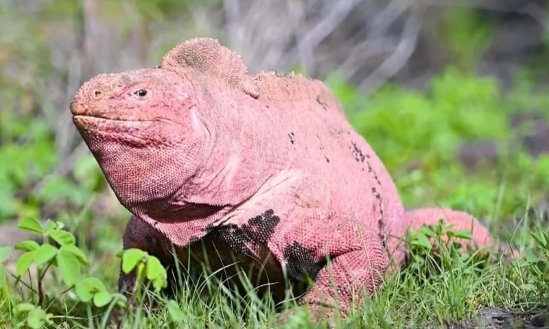 Esta especie endémica de las Islas Galápagos fue descubierta en 1986 / Foto: EFE