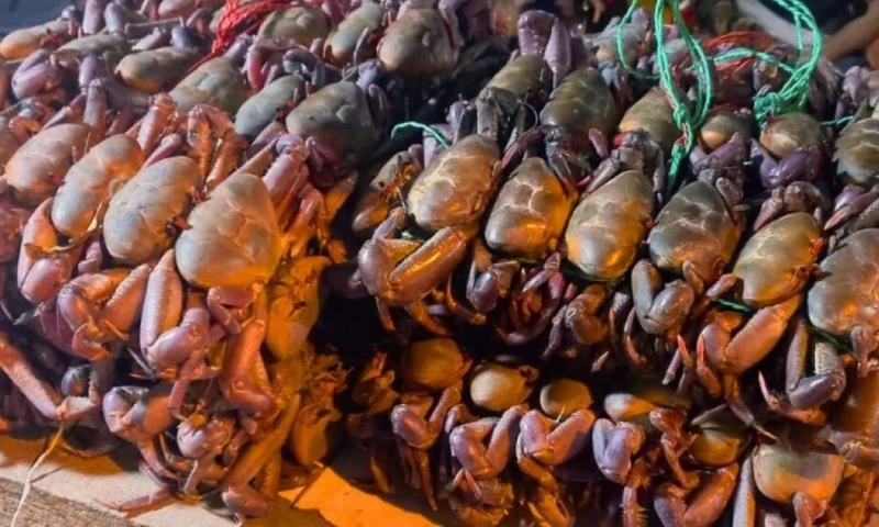 La medida fue adoptada el 22 de octubre por el Comité de Comercio Exterior (Comex) / Foto: cortesía