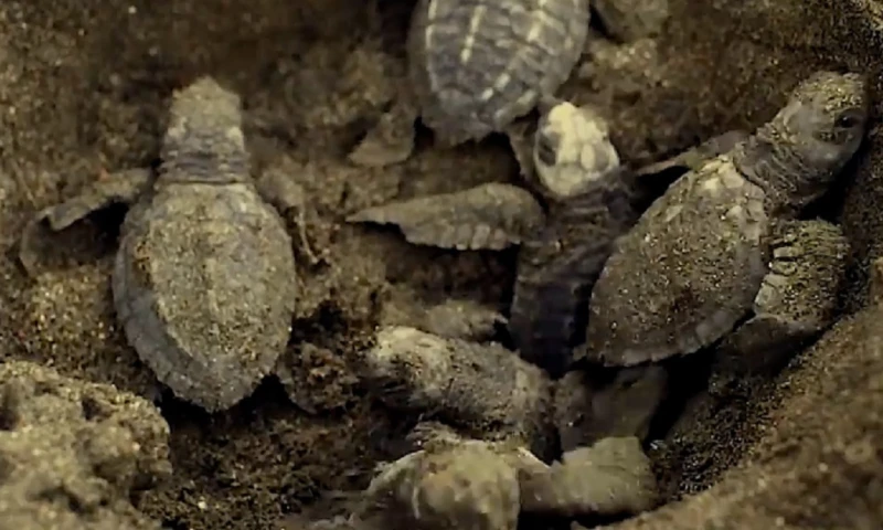 Esta es la duodécima temporada de anidación que vigila el Refugio Pacoche / Foto: cortesía MAATE