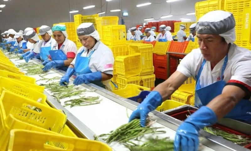 Dentro del segmento no tradicional, que sumó US$ 3.699 millones, destacan las uvas frescas y las paltas / Foto: cortesía 