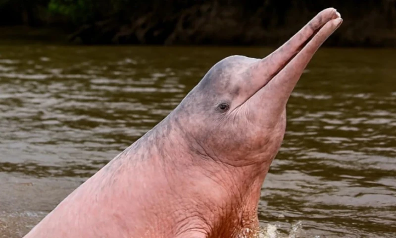 Los resultados del estudio también documentan la muerte de 50 delfines durante la última década / Foto: cortesía 