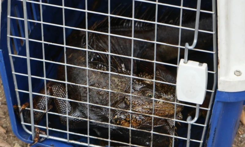 En la Reserva hay una variedad de aves, anfibios, reptiles, peces, entre otras especies / Foto: cortesía MAAP
