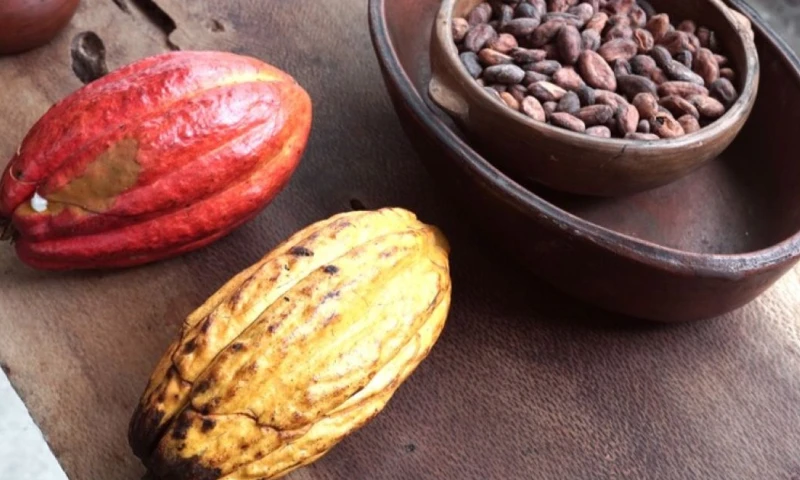 Este nuevo incremento refuerza la buena racha para miles de familias productoras en la Costa y la Amazonía ecuatoriana / Foto: cortesía Ocura