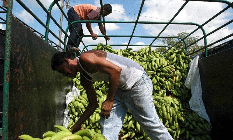 El sector bananero busca una relación más solida con Asia  / Foto: EFE