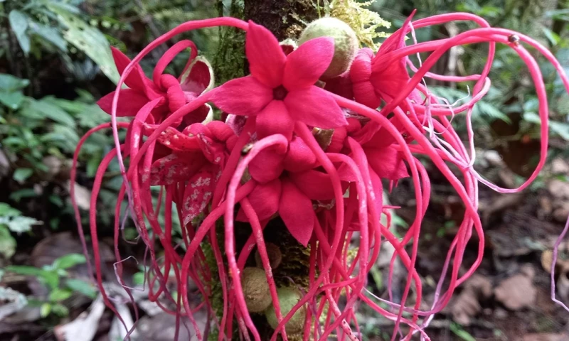 Está ubicado en un extenso terreno de 6,75 hectáreas en Puyo/ Foto: cortesía Jardín Botánico 'Las Orquídeas'