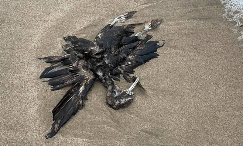 Este protocolo posibilita la prevención y control de la propagación de enfermedades que puedan afectar la biodiversidad del país, la salud humana y las actividades productivas / Foto: cortesía