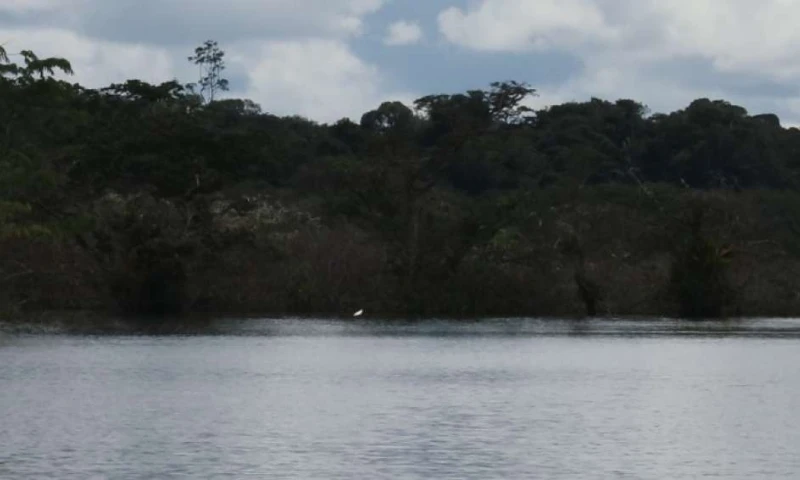 Reserva Faunística Cuyabeno - Foto: El Telégrafo