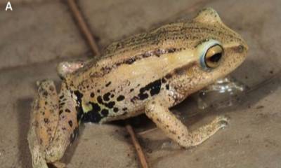 Estos anfibios presentan adaptaciones que les permiten mimetizarse con hojas secas / Foto: cortesía Inabio