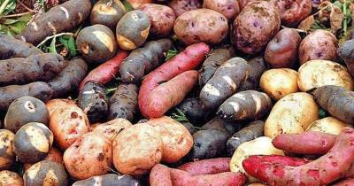 Podrían estar disponibles para los productores a partir del próximo año / Foto: cortesía Potato Pro