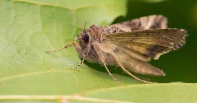 Alepia es considerado uno de los géneros neotropicales más diversos, con más de 60 especies descritas / Foto: cortesía