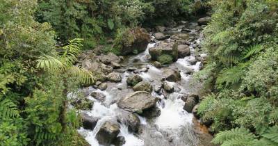 Esta espacio natural se caracteriza por albergar cerca de 4.200 especies de orquídeas / Foto: cortesía Reserva Drácula