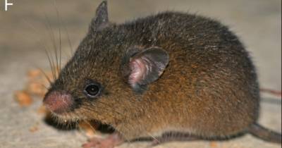 El hallazgo fue realizado por investigadores del Instituto Nacional de Biodiversidad (Inabio) / Foto: cortesía PeerJ