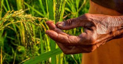 El bono busca beneficiar a 100.000 pequeños productores / Foto: cortesía Ekos