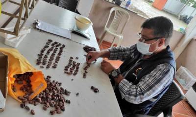 En 2021 se certificaron más de 330 mil toneladas de cacao en grano / Foto: cortesía Agrocalidad