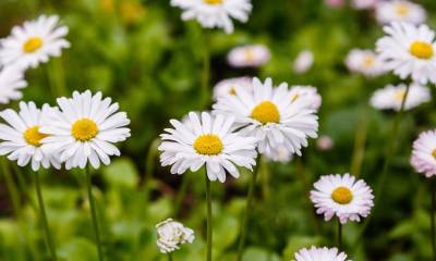 Foto: Shutterstock