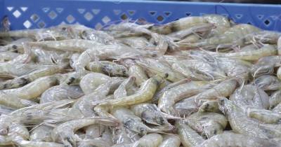 El camarón se posiciona como líder exportador por primera vez en la historia / Foto: cortesía Cámara Nacional de Acuacultura