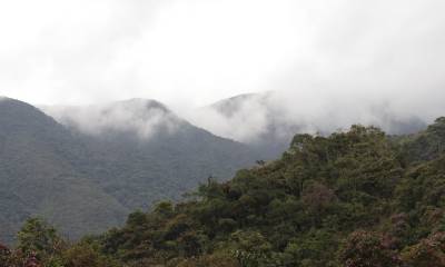 Los bosques andinos son clave para la mitigación del cambio climático / Foto: El Oriente