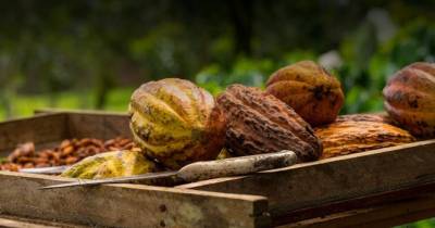 Los inventarios de cacao se mantuvieron cerca de su máximo de 10 meses / Foto: cortesía Anecacao