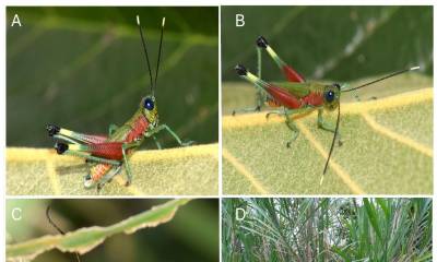 La nueva especie habita en zonas de vegetación herbácea  / Imagen: cortesía 