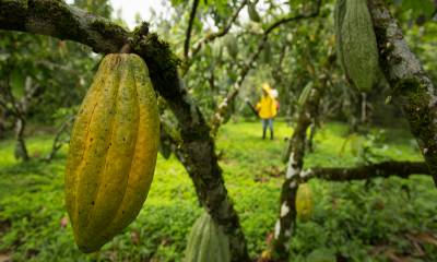 Los costos de insumos agrícolas, transporte y mano de obra siguen elevados tras la inflación del último año / Foto: cortesía MAGP