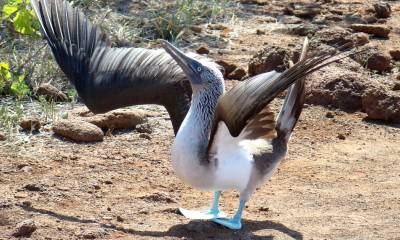 Galápagos tiene aproximadamente 78 especies de aves endémicas y nativas, muchas de las cuales migran hasta las costas continentales para alimentarse / Foto: EFE