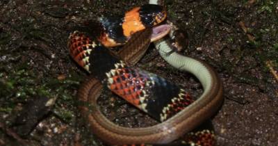 Erythrolamprus guentheri a nivel nacional está catalogada como “Casi Amenazada” / Foto: cortesía Inabio