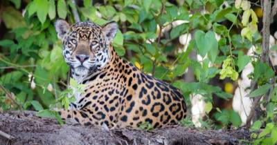 La herramienta es una colaboración entre WWF Ecuador y UICN América del Sur / Foto: cortesía WWF