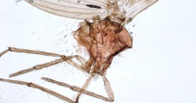 Psychodidae, comúnmente conocidas como moscas polilla, se encuentra entre las veinte familias de insectos más importantes / Foto: cortesía Inabio