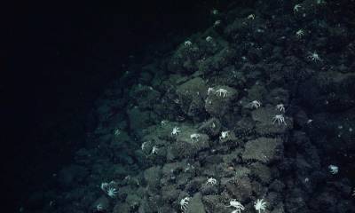 Se lo hizo a bordo del buque de investigación Falkor (too)/ MAATE