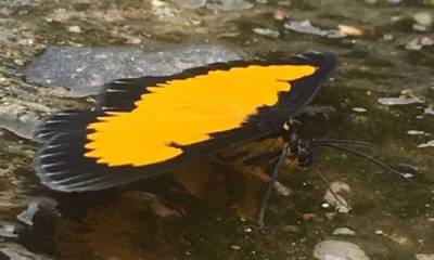 Cerca de 1 100 variedades de lepidópteros habitan en este lugar de la comunidad de Cando, en la parroquia de Tálag, del cantón Tena. Foto: El Comercio