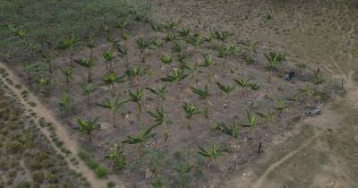Hace unos años, la Empresa Brasileña de Investigación Agropecuaria, una institución pública dedicada a la innovación en el campo, llamó a las puertas de los habitantes de Mamuí con una propuesta: instalar sistemas agroforestales./ Foto: cortesía EFE