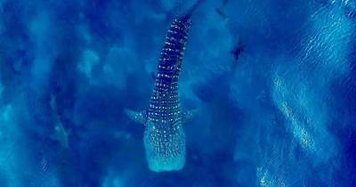 Ya son 758 tiburones ballenas registrados en la Reserva Marina de Galápagos desde 2001 / Foto: cortesía Parque Nacional Galápagos