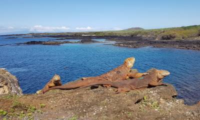 Reintegran a cerca de 500 ejemplares de iguanas extintas en la isla Santiago / Foto EFE