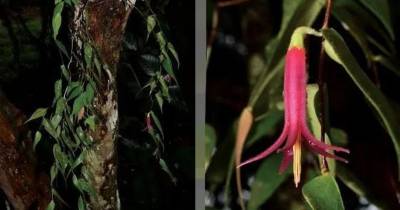 Ecuador alberga más de 40 especies del género Ceratostema / Foto: cortesía