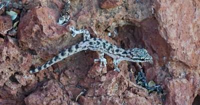 Estudios morfológicos confirmaron que la especie redescubierta corresponde a una Unidad Evolutiva Significativa / Foto: cortesía Parque Nacional Galápagos